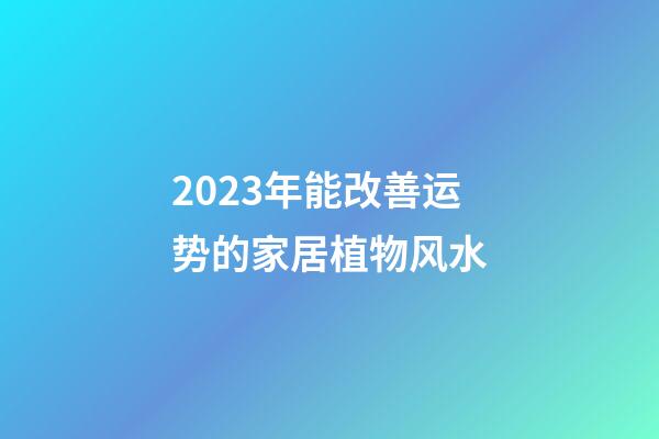 2023年能改善运势的家居植物风水