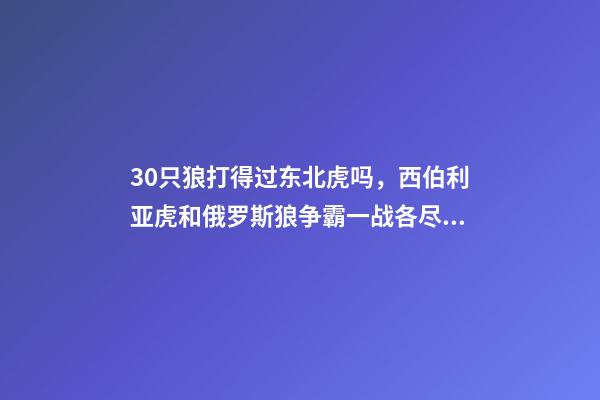 30只狼打得过东北虎吗，西伯利亚虎和俄罗斯狼争霸一战各尽杀招-第1张-观点-玄机派