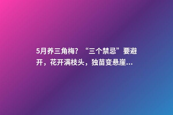 5月养三角梅？“三个禁忌”要避开，花开满枝头，独苗变悬崖老桩