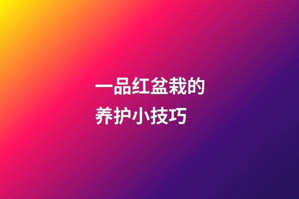 一品红盆栽的养护小技巧