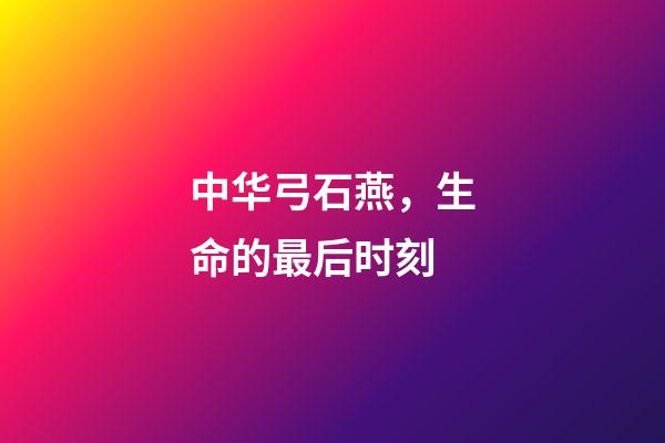 中华弓石燕，生命的最后时刻-第1张-观点-玄机派