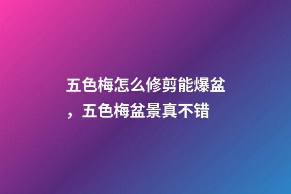 五色梅怎么修剪能爆盆，五色梅盆景真不错-第1张-观点-玄机派