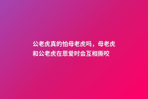 公老虎真的怕母老虎吗，母老虎和公老虎在恩爱时会互相撕咬-第1张-观点-玄机派