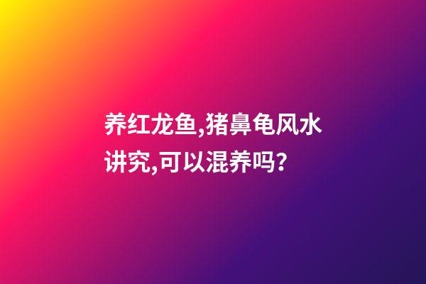 养红龙鱼,猪鼻龟风水讲究,可以混养吗？