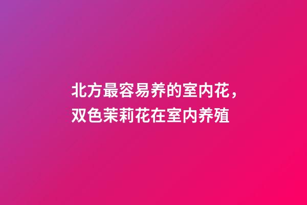 北方最容易养的室内花，双色茉莉花在室内养殖-第1张-观点-玄机派