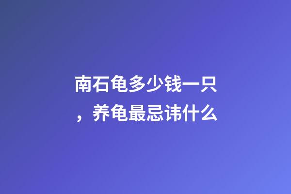 南石龟多少钱一只，养龟最忌讳什么-第1张-观点-玄机派