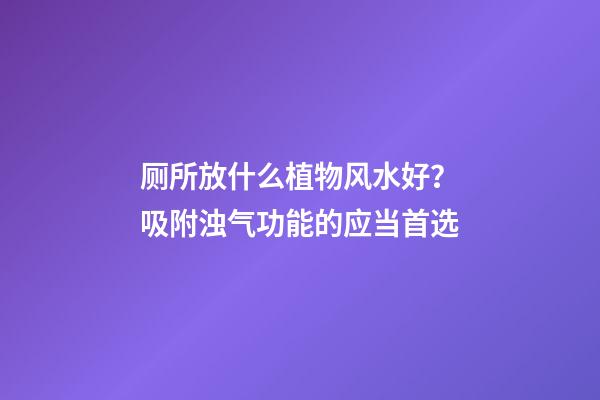 厕所放什么植物风水好？吸附浊气功能的应当首选