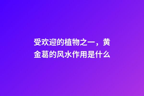 受欢迎的植物之一，黄金葛的风水作用是什么