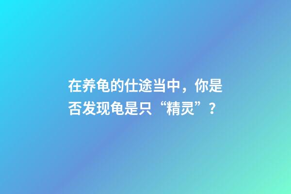 在养龟的仕途当中，你是否发现龟是只“精灵”？