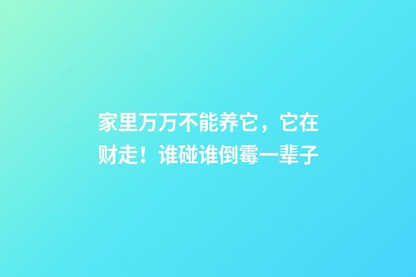 家里万万不能养它，它在财走！谁碰谁倒霉一辈子