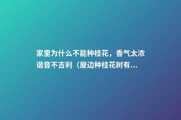 家里为什么不能种桂花，香气太浓谐音不吉利（屋边种桂花树有不吉利的说法吗）