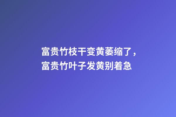 富贵竹枝干变黄萎缩了，富贵竹叶子发黄别着急