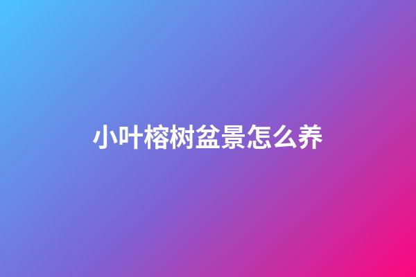 小叶榕树盆景怎么养