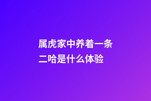 属虎家中养着一条二哈是什么体验