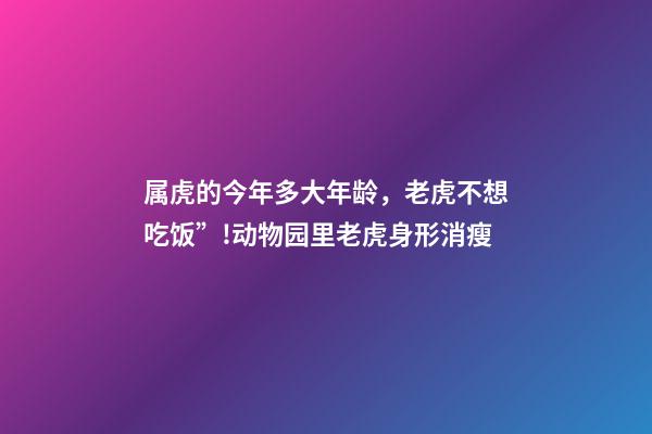 属虎的今年多大年龄，老虎不想吃饭”!动物园里老虎身形消瘦-第1张-观点-玄机派