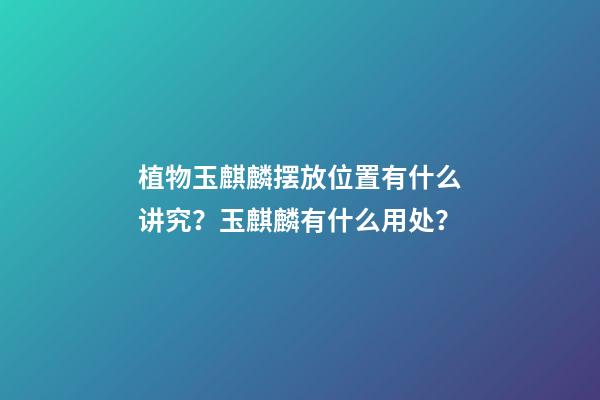 植物玉麒麟摆放位置有什么讲究？玉麒麟有什么用处？