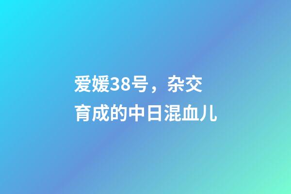 爱媛38号，杂交育成的中日混血儿-第1张-观点-玄机派