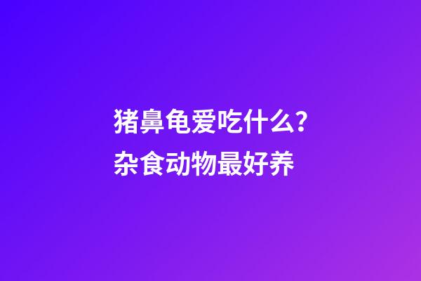 猪鼻龟爱吃什么？杂食动物最好养