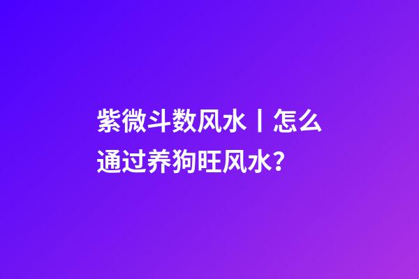 紫微斗数风水丨怎么通过养狗旺风水？