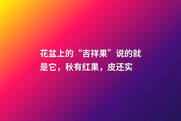 花盆上的“吉祥果”说的就是它，秋有红果，皮还实