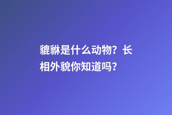 貔貅是什么动物？长相外貌你知道吗？