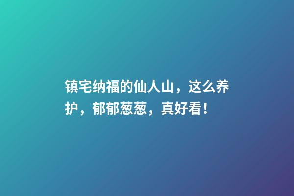 镇宅纳福的仙人山，这么养护，郁郁葱葱，真好看！