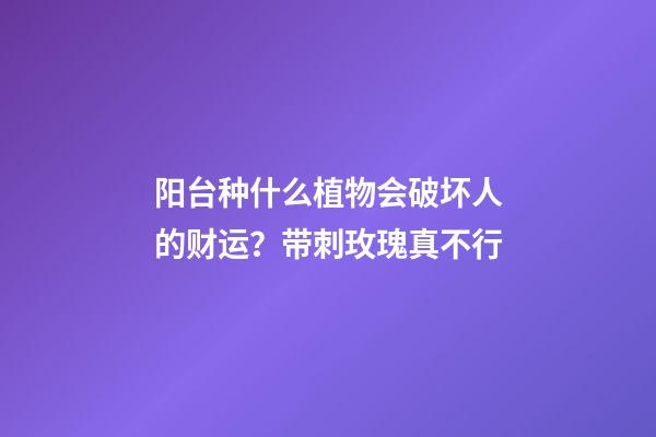 阳台种什么植物会破坏人的财运？带刺玫瑰真不行