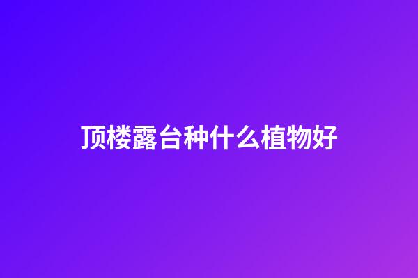 顶楼露台种什么植物好